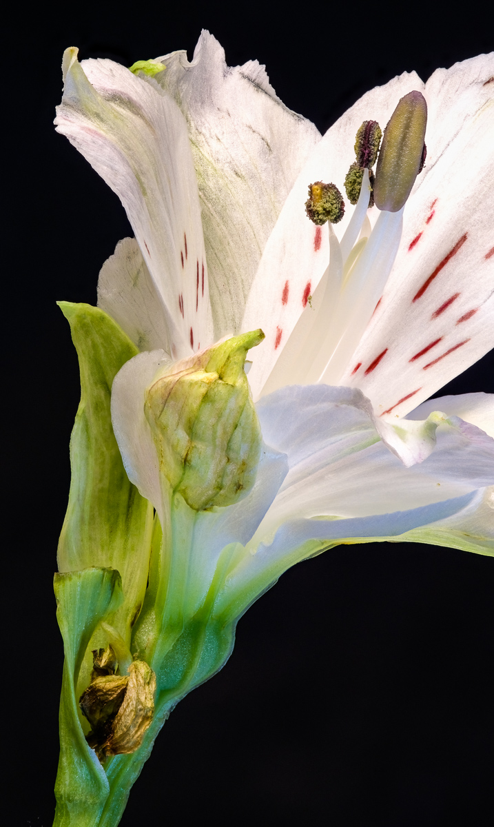 Lily flower